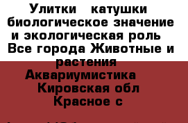 Улитки – катушки: биологическое значение и экологическая роль - Все города Животные и растения » Аквариумистика   . Кировская обл.,Красное с.